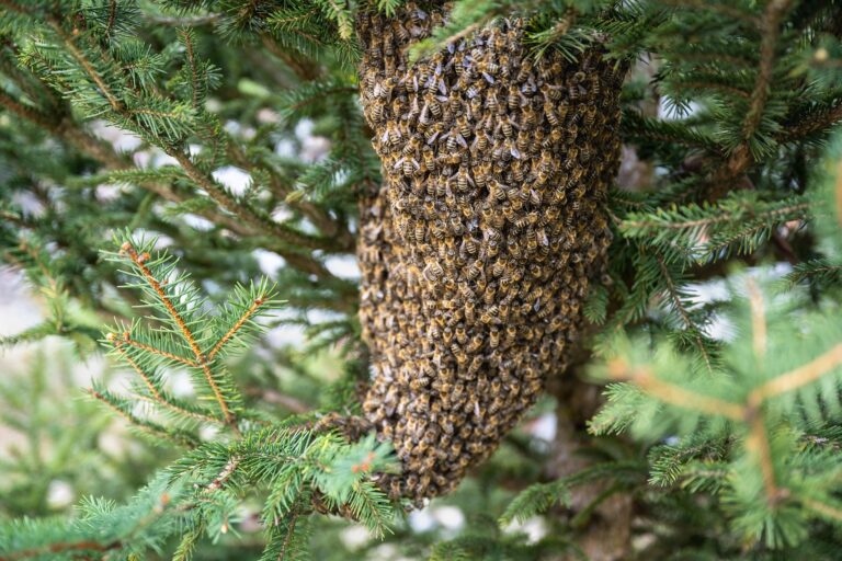 xiserge swarm of bees 7996582 1920