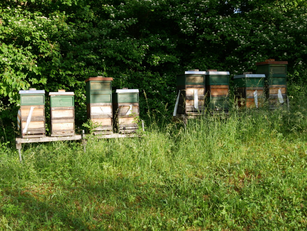 Bienenstand Honig vom Imker aus Nagold