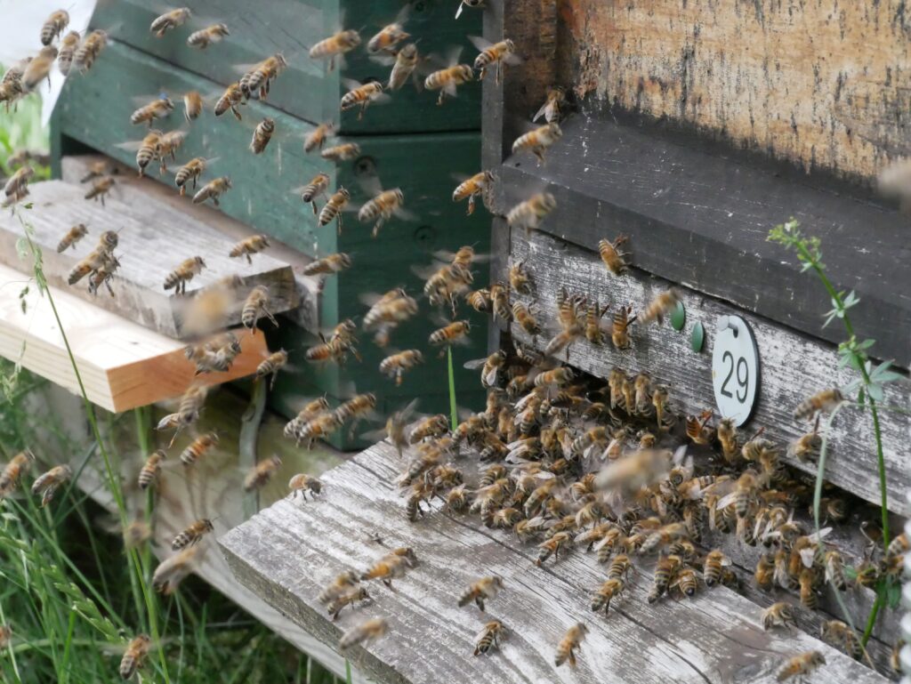 Bienenstock Honig vom Imker aus Nagold